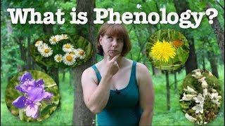 What is phenology?