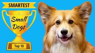 Smartest Small Dogs: Top 10 Small But Highly Intelligent Dog Breeds