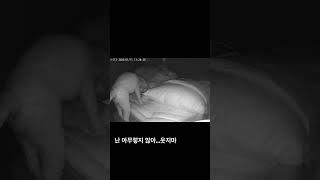 주인이 없는사이 강아지 cctv 목격담(난아무렇지않다.. 웃지마세요) #강아지브이로그 #강아지일상 #강아지 #강아지반응 #노령견 #강아지cctv