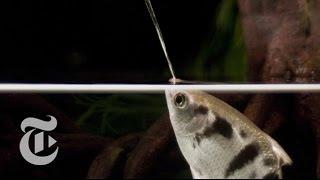 A Fish That Spits With Perfect Aim: Archerfish in Action | ScienceTake | The New York Times