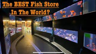 Pier Aquatics in Wigan. UK Fish Store Tour Ep.7