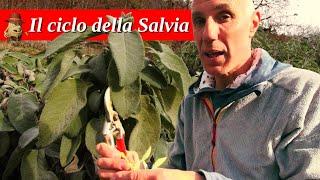 Il Ciclo Naturale della Salvia