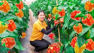 Harvesting Bell pepper to the Market to Sell  plant flowers! Lucia's daily life