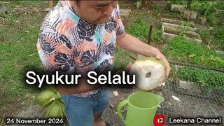 Nasib ada orang panjat pokok kelapa