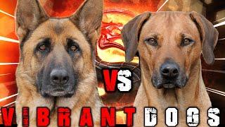 German Shepherd vs Rhodesian Ridgeback | Rhodesian Ridgeback vs German Shepherd | Billa Boyka |