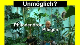 Philodendron pflegen. Alocasia retten und Zeolith als Substrat mineralisch für die Zukunft