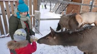 Маралы - благородные олени Зюраткуля