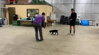 Operant Canine Lessons - Loading the clicker