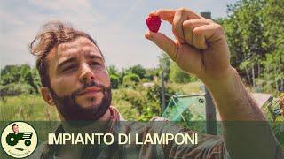 Come realizzare un impianto di lamponi - Il contadino Nick