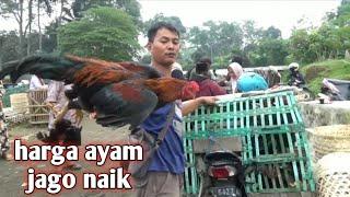 HARGA AYAM JAGO NAIK DI PASAR HEWAN KALIANGKRIK MAGELANG jAWA TENGAH