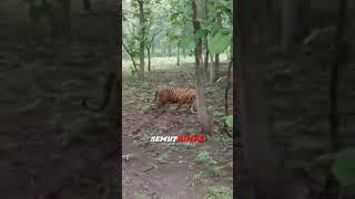 Viral... Penampakan Harimau Di Hutan Jati