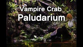 Vertical Jungle! How to make VAMPIRE CRAB Paludarium