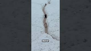 Penguin Highway - Fast Lane - @ReneeRoaming