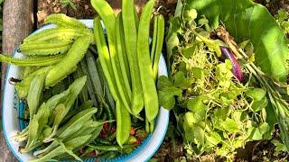 Organic Gardening: Winter prep and Harvesting Fresh Vegetables