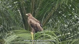 Steppe Eagle @ Chiu S C 512975