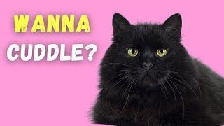 Are Black Cats Affectionate?