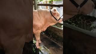 VIRAL!! Sapi BULE dan berotot ️ #peternaksapi #sapi #farm #breding