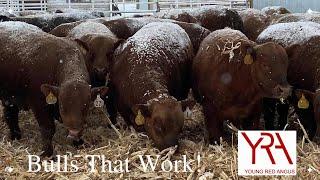 Young Red Angus: Cattle raised on cover crop to produce bulls that go out and work.