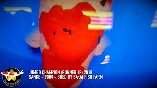 Jumbo Champion All Japan Koi Show 2018