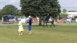 Cosmic Curious winning the Novice Equitation at SSA Area 8 show at Ardingley