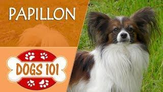 Dogs 101 - PAPILLON - Top Dog Facts About the PAPILLON