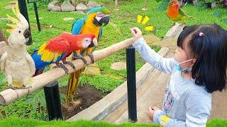 Yuk Kasih Makan Burung Macaw & Kakatua di Taman Burung | Bermain Bersama Burung