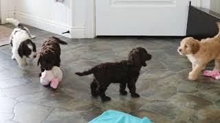 Cockapoo Puppies For Sale