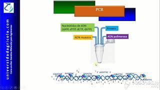 Video17 PCR