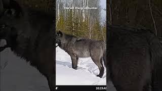 Wolves In Southern Colorado For The First Time 