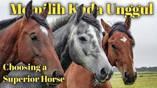 7 Tips memilih kuda, Perhatikan sebelum membeli kuda