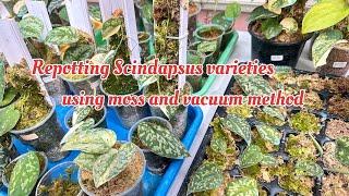 Repotting Scindapsus using moss and vacuum method