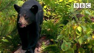 Cute nine month old bear cub meets bees for the first time  | Meet The Bears - BBC