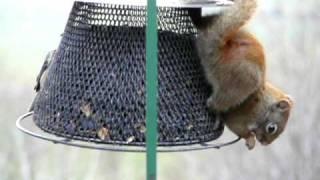 Red Squirrel and Chickadee Eat At Squirrel Proof Feeder