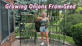 Harvesting & Curing Onions - Growing Onions From Seed in Michigan