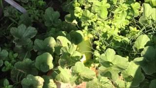 06/29/2012 - Mr. Hoc Nguyen's High Tech Melon Garden