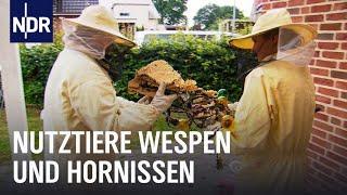 Wespen und Hornissen? Keine Panik! | Die Nordreportage | NDR Doku