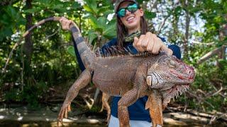 Iguana Hunting in Florida with Air Rifles!