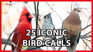 25 Iconic Bird Sounds