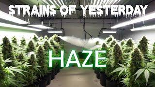 The REAL Story on STRAINS of HAZE Cannabis (2024)