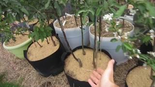 High Density Backyard Fruit Growing: In Ground & In Containers