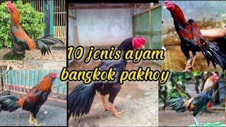 10 jenis ayam bangkok pakhoy