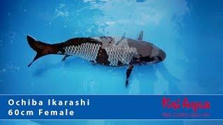 Ochiba Ikarashi 60cm Female | KoiAqua.de