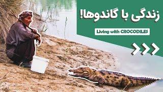 مردی که با گاندوها زندگی می‌کند، داستان عمو شجره در بلوچستان ایران  living with Crocodiles