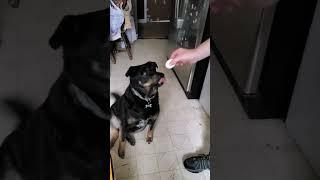 what a gentle puppy