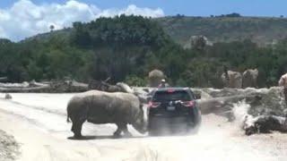 Safaripark: Nashorn schüttelt Auto durch