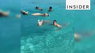 A Beach In The Bahamas Lets You Swim With Pigs