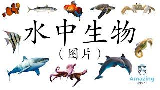 (儿童闪卡) - 水中动物 - 图片 [Flashcard – Aquatic Animal (Sea Animal) - Chinese]