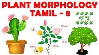 Plant Morphology in Tamil 8 - Leaf Venation: Reticulate & Parallel - Rajus Biology