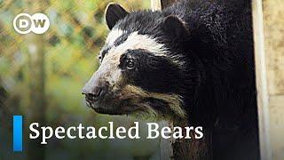 Colombia: Guardians of the spectacled bear | Global Ideas