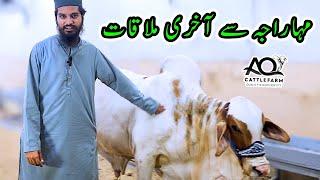 Maharaja Se Akhri Mulaqat | Delivered to Home | AQ Cattle Farm | Cattle Market Karachi | Bakra Eid